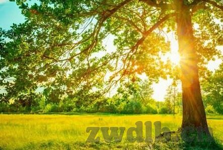大象传媒短视频app软件-探索大象传媒短视频APP，内容创新与用户体验的双重飞跃