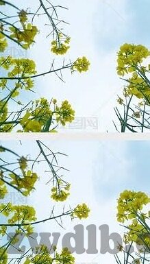 后入人妻在线-探索网络世界的边界，后入人妻在线现象的反思