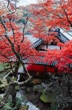 漂亮人妻强制中出中文字幕-漂亮人妻的温柔陷阱，一场意外的情感纠葛