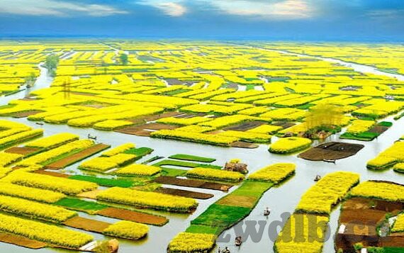 糖心app怎么用-糖心app操作指南，解锁精彩互动的秘密
